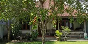 Mengenal Pohon Menteng dan Cara Menanamnya di Rumah, Buah Lokal yang Kian Dicari