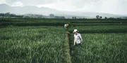 Mengenal Primbon Petani untuk Menghitung Waktu Menanam dan Jenis Tanaman yang Ditanam