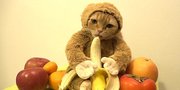 Monyet Kucing Jadi-Jadian Makan Pisang Ini Dilihat 6 Juta Orang!