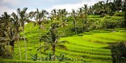 5 Fakta Seputar Subak, Sistem Irigasi yang Sering Jadi Spot Foto Favorit di Bali