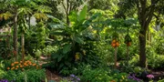 Panduan Memilih Tanaman Food Forest Tropis agar Kebun Pangan Lebih Produktif dan Mudah Dirawat