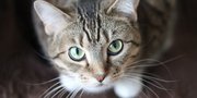 Penjelasan Mitos Primbon Jawa Ari-Ari Kucing yang Dipercaya - Menurut Alamiah