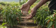 Pupuk untuk Cabe Rawit agar Berbuah Lebat, Ini Jenis dan Waktu Tepatnya