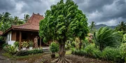 Ragam Tanaman Hias Berakar Kuat yang Tidak Mudah Tumbang saat Angin Kencang