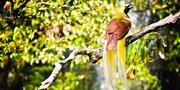 Yuk Mampir ke Bird Watching Rhepang Muaif, Spot Wisata Favorit di Papua
