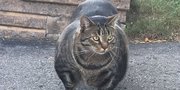 FOTO: Galeri Meme Kucing Kekar Untuk Temani Momen Ngabuburitmu