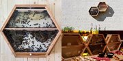 Lewat Beecosystem, Kini Kamu Bisa Ternak Lebah dan Madu Sendiri!