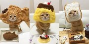 Pakai Kostum Bentuk Makanan Kucing ini Terlihat Lucu Menggemaskan
