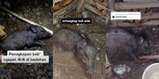 Potret Penangkapan Diduga Babi Ngepet di Depok, Dipungut Rp 2 Ribu Kalau Ingin Lihat