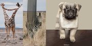 Unik, Ini Dia Animal Digital Imagine Karya Anak Bangsa @ditpict