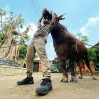 8 Momen Haru Kebersamaan Irfan Hakim Dengan Wariso, Sapi Kurban Setinggi 1,75 Meter Dan Berat 1,2 Ton