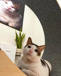 8 Potret Kamar Bobby Kertanegara Kucing Kesayangan Prabowo Subianto, Nyaman dengan AC dan Boneka Buaya - Harga Stroller-nya Jadi Sorotan
