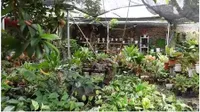 8 Potret Rumah Ortu Indah Permatasari, Suasana Asri Banyak Tanaman - Ada Kebun Buah