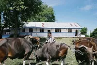 9 Potret Atta Halilintar Antar Kurban ke NTT Naik Kapal, Disambut Meriah oleh Warga - Sempat Beri Bantuan untuk Renovasi Sekolah 