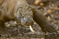 Berani Kunjungi 8 Tempat Mirip 'JURASSIC WORLD' di Dunia?