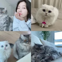 Bukan Hanya Super Cantik, 6 Aktris Korea Ini Juga Penyayang Kucing: Ada Lee Sun Kyung Sampai Park Shin Hye