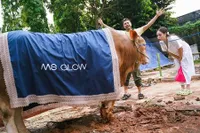 Dari Raffi Ahmad Sampai Irfan Hakim, 12 Seleb ini Kurban Sapi di Hari Raya Idul Adha - Beratnya Sampai 1,2 Ton 