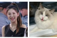 Foto Kucing Random yang Viral Dibilang Mirip Idola K-Pop, Dita Karang dan Seulgi Red Velvet Lucu Banget