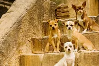 Film Beverly Hills Cihuahua
