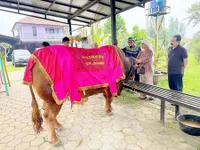 Inul Daratista Potong Lima Sapi di Idul Adha, Putra Semata Wayang Jadi Penentu Lokasi Kurban - Akan Dibagikan ke Ribuan Warga