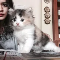8 Potret Selebriti Indonesia yang Memperlihatkan Kecintaan Pada Kucing Menjadi Hewan Peliharaan Kesayangan - Ada yang Jenis Kucingnya Mahal Banget 