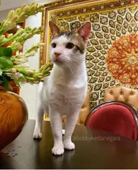 Jika Bobby Kertanegara Jadi Presiden Kucing, Ini Deretan Catfluencer yang Disebut Cocok Sebagai Meownteri