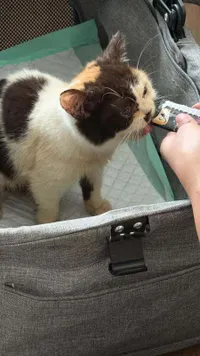 Kisah Pilu Kucing Uya Kuya Ikut Dijarah Massa, Sherina Turun Tangan Selamatkan