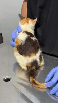 Kondisi Terkini Kucing Uya Kuya yang Diselamatkan Sherina, Bikin Prihatin