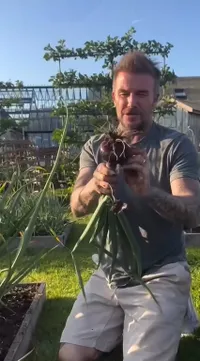 9 Potret David Beckham Panen di Kebun Rumahnya Bareng Istri, Bahagia dengan Hasilnya
