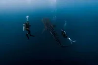 Potret Prilly Latuconsina dan Omara Esteghlal Rayakan Valentine Bersama Spesies Ikan Terbesar di Dunia