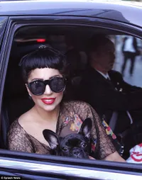 Sebenarnya Lady Gaga Penyayang atau Penyiksa Anjing