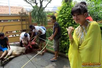 Sheza dan Shezy Patungan Korban Sapi