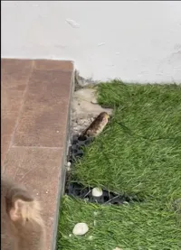 Ular Masuk ke Rumah Fadly Faisal, Panggil Damkar