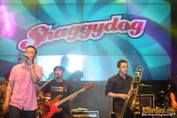 Foto Shaggydog