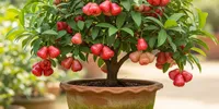 10 Cara Menanam Pohon Buah Pendek agar Pekarangan Sempit Tetap Panen