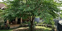 10 Pohon Daun Lebat yang Tidak Mudah Rontok, Cocok untuk Taman Rumah