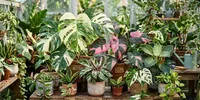 10 Tanaman Hias Daun Variegata yang Cantik dan Unik, Coraknya Bikin Koleksi Makin Istimewa