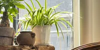 10 Tanaman Hias Dengan Bentuk Daun Memanjang untuk Rumah Minimalis, Menyegarkan dan Estetik