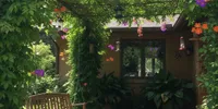 10 Tanaman Rambat untuk Kanopi, Cepat Tumbuh dan Bikin Rumah Makin Asri