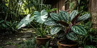 10 Tanaman yang Cocok untuk Halaman Rumah Minim Sinar Matahari, Tetap Rimbun Meski Berada di Area Teduh