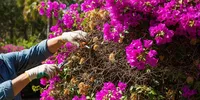 8 Tanaman yang Membuat Halaman Terlihat Cantik, Ide Menyulap Pekarangan Gersang Jadi Asri