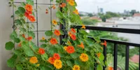11 Tanaman Rambat untuk Mempercantik Balkon, Sulap Sudut Sempit Jadi Lebih Asri