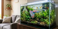 12 Ikan Hias Ekor Cantik Buat Dipelihara di Rumah, Bikin Akuarium Terlihat Lebih Hidup