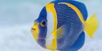 12 Ikan Hias Pembawa Keberuntungan Menurut Feng Shui, Simbol Hoki dan Kemakmuran