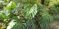 12 Tanaman Hias dengan Daun Berlubang Alami yang Cocok untuk Rumah, Hadirkan Nuansa Tropis