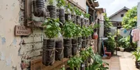 12 Tanaman Sayur yang Bisa Tumbuh di Botol Bekas, Hemat Tempat dan Mudah Dirawat