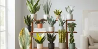 15 Jenis Snake Plant dengan Corak Colorful, Pilihan Lidah Mertua Paling Cantik