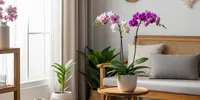 16 Tanaman Indoor yang Aman Dipelihara untuk Pemula, Hadirkan Nuansa Hijau di Rumah