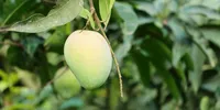 4 Cara Memangkas Pohon Mangga Setelah Panen Buah agar Kembali Produktif