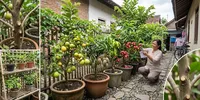 5 Tanaman Buah Tinggi yang Bisa Dibuat Pendek dan Tetap Menghasilkan Banyak Buah